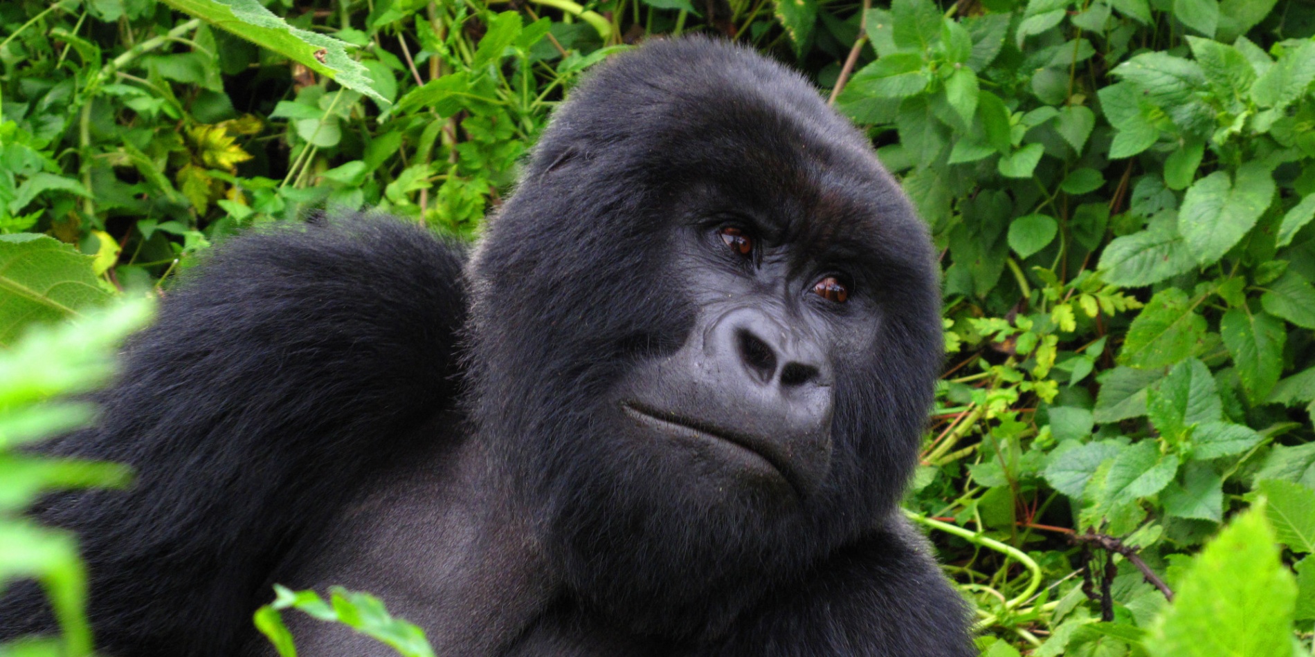 1 Day Gorilla Trekking Volcanoes, Rwanda from Kigali (2024)