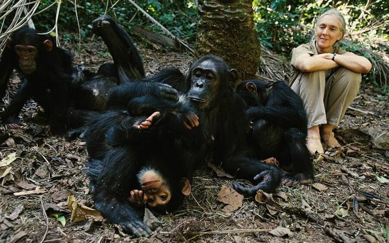 Chimpanzee-Habituation-Kibale Chimpanzee-Habituation-Kibale