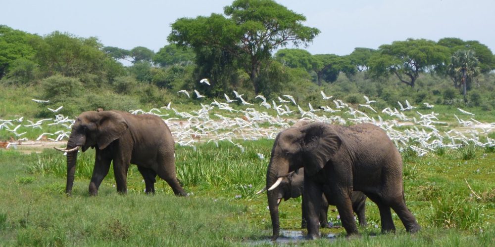 Elephants at Murchison-Falls-National-Park