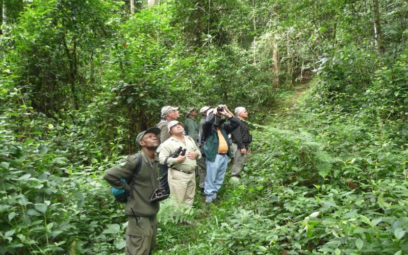 Kibale Forest birdwatching Kibale Forest birdwatching