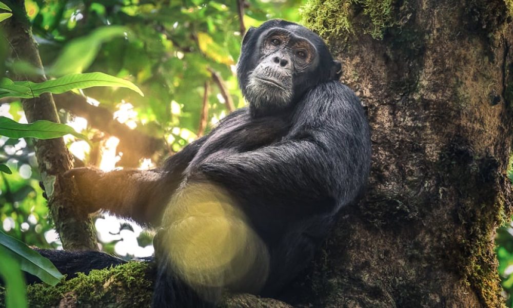 Kibale National Park Attractions and How to Get There Kibale National Park Attractions and How to Get There